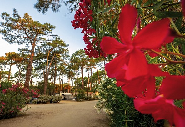 Camping San Damiano