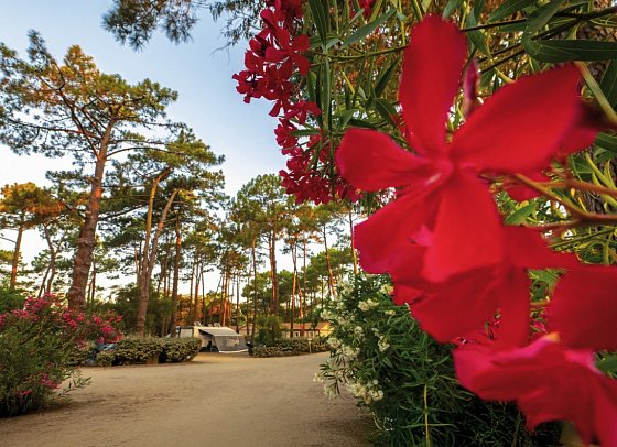 Camping San Damiano