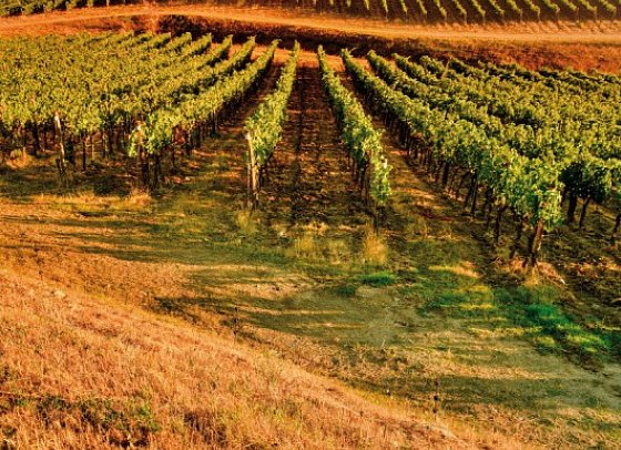 Autotour von Kultur zum Genuss in der Toskana - Weinberge in der Toskana
