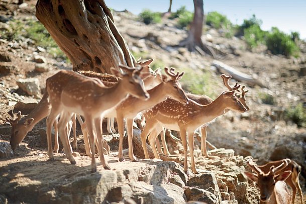 Makryammos Bungalows