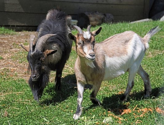 Nationalparkhotel Klockerhaus