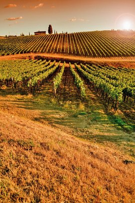 Kulturreise durch Italien - Weinberge in der Toskana