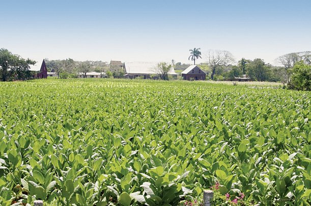 Höhepunkte Kubas - Tabakplantage