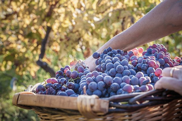 Autotour Kulinarisches Sizilien mit Wein und Köstlichkeiten - luxuriös erfahren - Frische Trauben