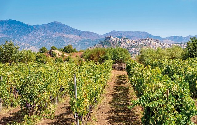 Autotour Kulinarisches Sizilien mit Wein und Köstlichkeiten - luxuriös erfahren - Weinanbau am Ätna