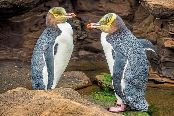Klassische Neuseeland Rundreise - Gelbaugenpinguine