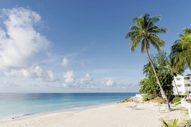 Bougainvillea Barbados