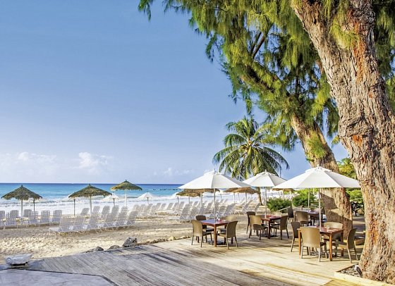 Bougainvillea Barbados