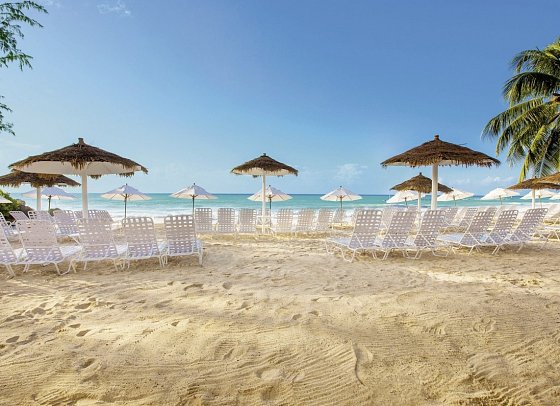 Bougainvillea Barbados
