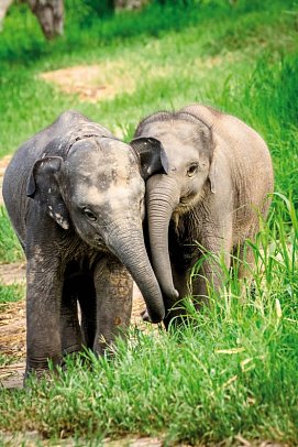 Nord-Thailand mit Goldenem Dreieck (Gruppenreise)