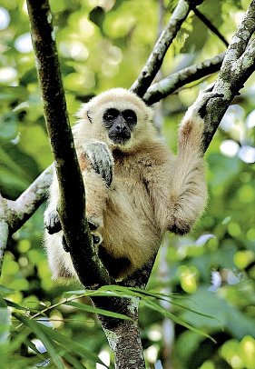 Khao Yai Nationalpark