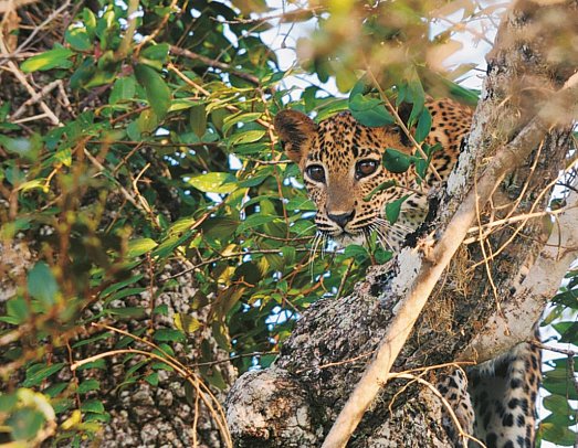 Wildlife Potpourri - Yala Nationalpark