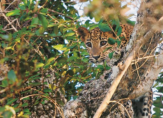 Wildlife Potpourri - Yala Nationalpark