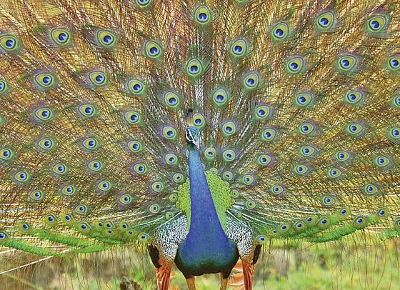 Wildlife Potpourri