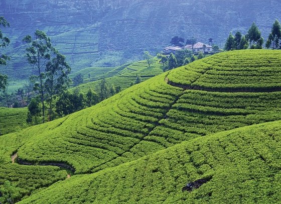 Sri Lanka kompakt (Gruppenreise) - Ella Getaway