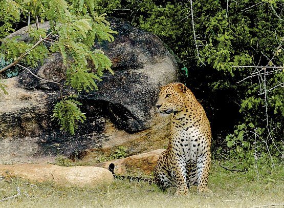 Sri Lanka Allround (Gruppenreise)