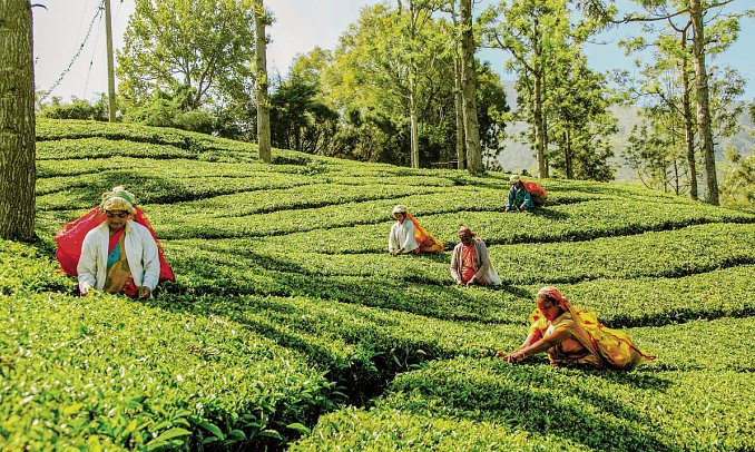 Sri Lanka Allround (Gruppenreise)