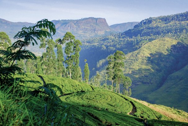 Jetwing St. Andrew`s