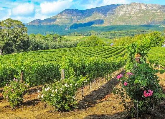 Gartenroute - Zwischen Wein & Wildnis - Weinberg bei Stellenbosch