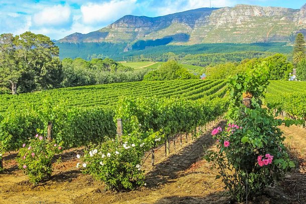 Gartenroute - Zwischen Wein & Wildnis - Weinberg bei Stellenbosch