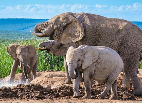 Gartenroute - Zwischen Wein & Wildnis - Addo Elephant Nationalpark