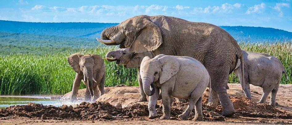 Gartenroute - Zwischen Wein & Wildnis - Addo Elephant Nationalpark