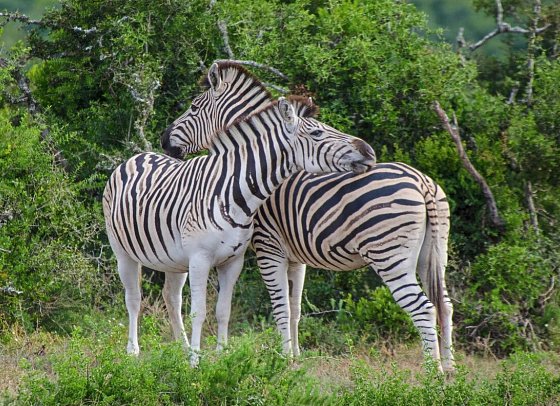 Gartenroute - Zwischen Wein & Wildnis - Zebras im Addo Elephant Nationalpark