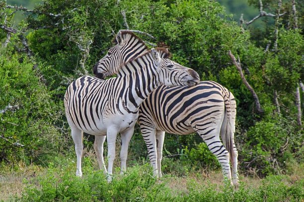 Gartenroute - Zwischen Wein & Wildnis - Zebras im Addo Elephant Nationalpark