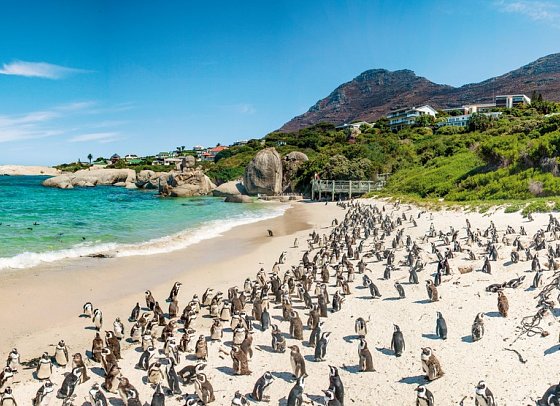 Gartenroute - Zwischen Wein & Wildnis - Pinguine am Boulders Beach