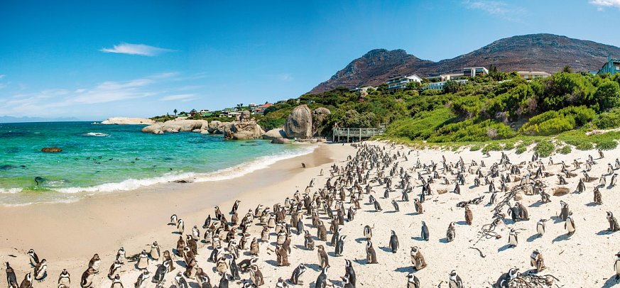 Gartenroute - Zwischen Wein & Wildnis - Pinguine am Boulders Beach