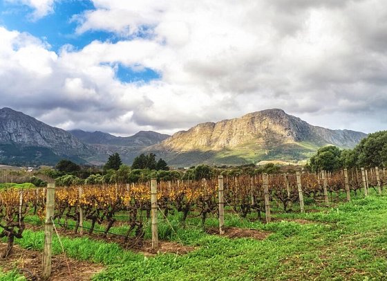 Gartenroute - Zwischen Wein & Wildnis - Weinberg bei Franschhoek