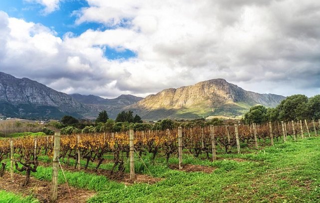 Gartenroute - Zwischen Wein & Wildnis - Weinberg bei Franschhoek