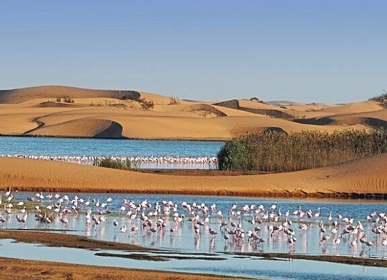 Kapstadt & Namibia – Urbaner Lifestyle & endlose Weiten - Flamingos, Walvis Bay