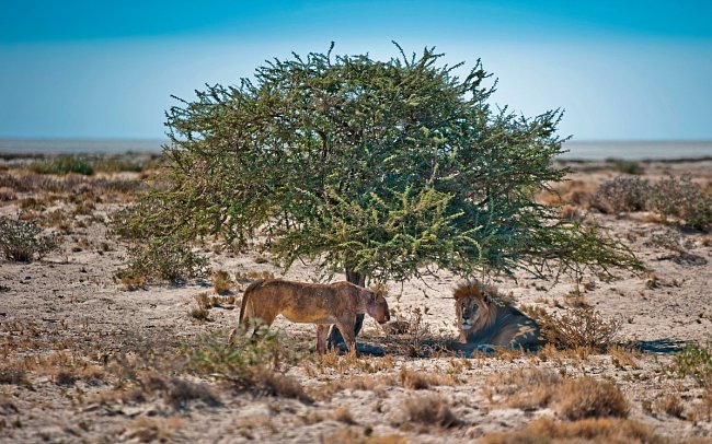 Kapstadt & Namibia – Urbaner Lifestyle & endlose Weiten - Löwen, Etosha NP