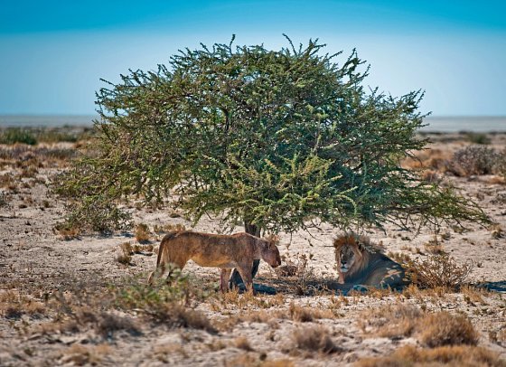 Kapstadt & Namibia – Urbaner Lifestyle & endlose Weiten - Löwen, Etosha NP