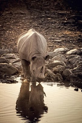 Kapstadt & Namibia – Urbaner Lifestyle & endlose Weiten - Nashorn am Wasserloch