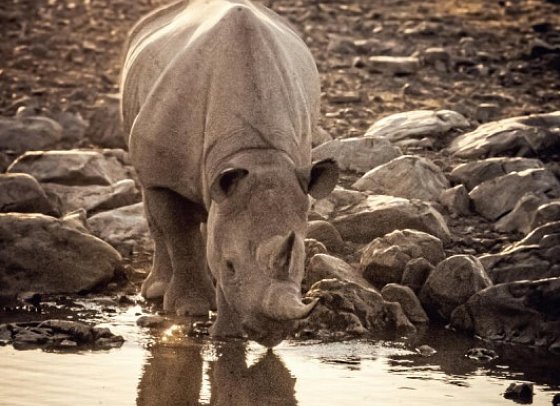 Kapstadt & Namibia – Urbaner Lifestyle & endlose Weiten - Nashorn am Wasserloch