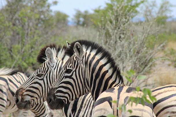 Kapstadt & Namibia – Urbaner Lifestyle & endlose Weiten - Zebras, Etosha NP