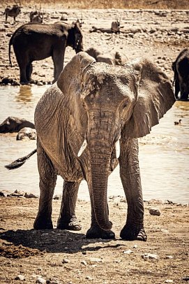 Kapstadt & Namibia – Urbaner Lifestyle & endlose Weiten - Elefant am Wasserloch