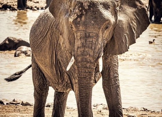 Kapstadt & Namibia – Urbaner Lifestyle & endlose Weiten - Elefant am Wasserloch