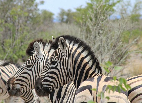 Kapstadt & Namibia – Urbaner Lifestyle & endlose Weiten - Zebras, Etosha NP