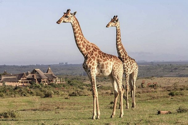 Go4South Africa - Erlebnisreise für die ganze Familie - Giraffen vor der Lodge