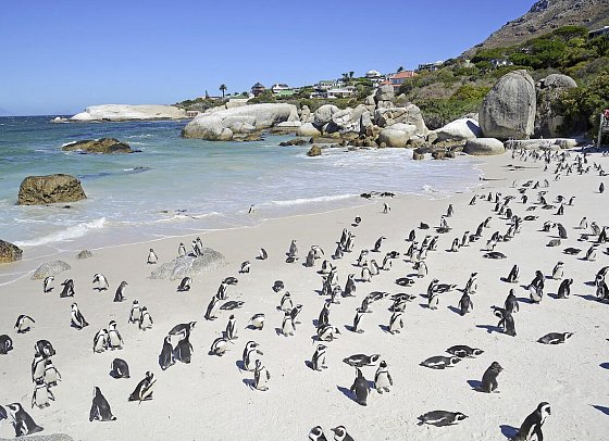 Go4South Africa - Erlebnisreise für die ganze Familie