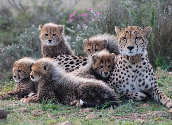 Go4South Africa - Erlebnisreise für die ganze Familie