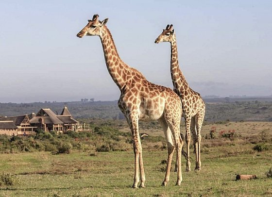 Go4South Africa - Erlebnisreise für die ganze Familie - Giraffen vor der Lodge