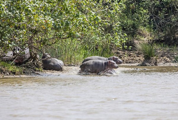 Südafrika zum Verweilen (Kapstadt-Johannesburg) - Flusspferde im iSimangaliso Wetland Park