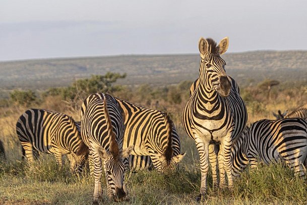 Südafrika zum Verweilen (Kapstadt-Johannesburg) - Zebras im Krüger Nationalpark
