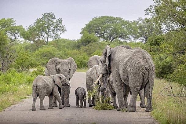 Südafrika zum Verweilen (Kapstadt-Johannesburg) - Elefantenherde im Krüger Nationalpark