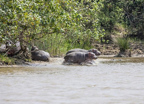 Südafrika zum Verweilen (Kapstadt-Johannesburg) - Flusspferde im iSimangaliso Wetland Park