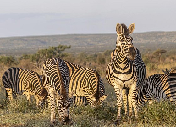 Südafrika zum Verweilen (Kapstadt-Johannesburg) - Zebras im Krüger Nationalpark